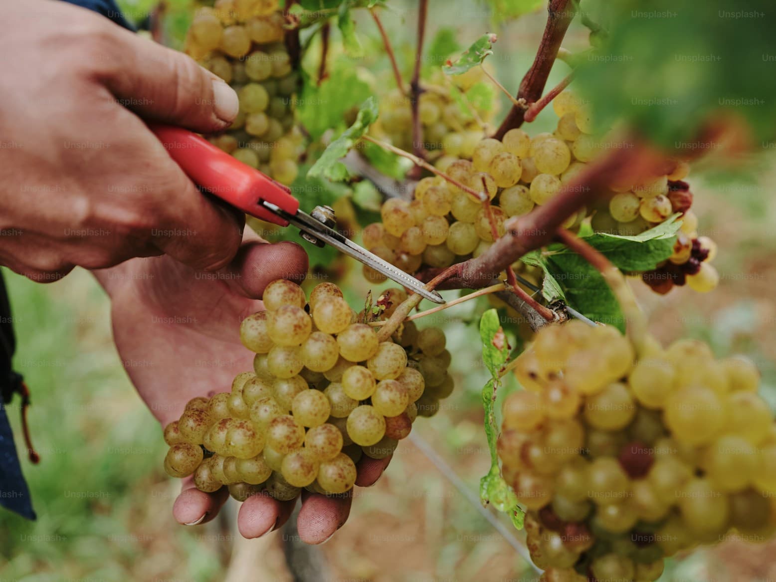 Hands holding fresh grapes from vineyard